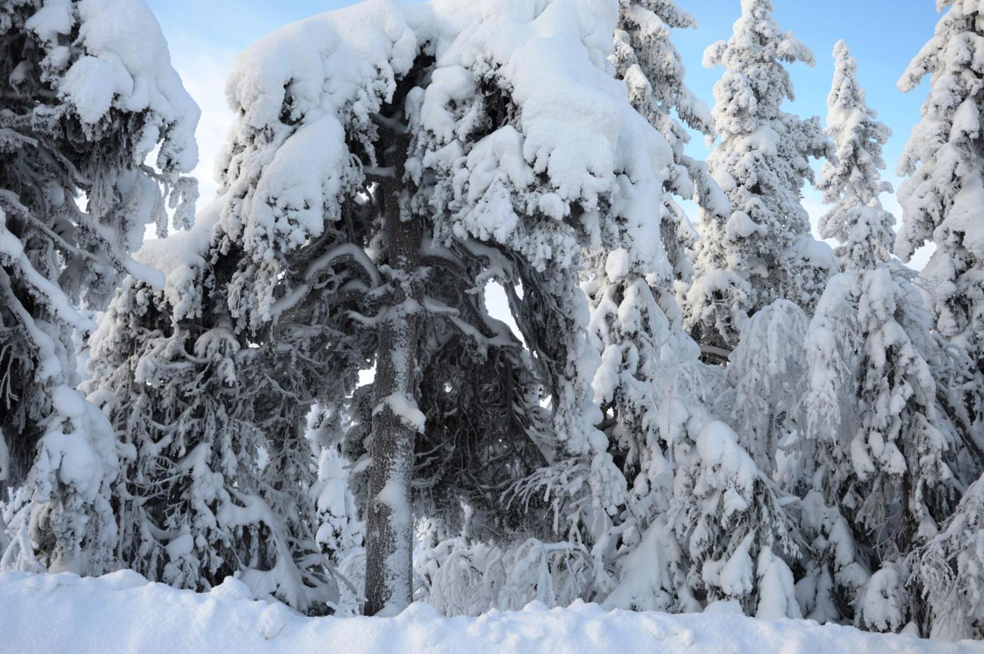 14 - Fulufjellets Nasjonalparker - Natur-, Dyre- Og Fugleopplevelser トリシル エクステリア 写真