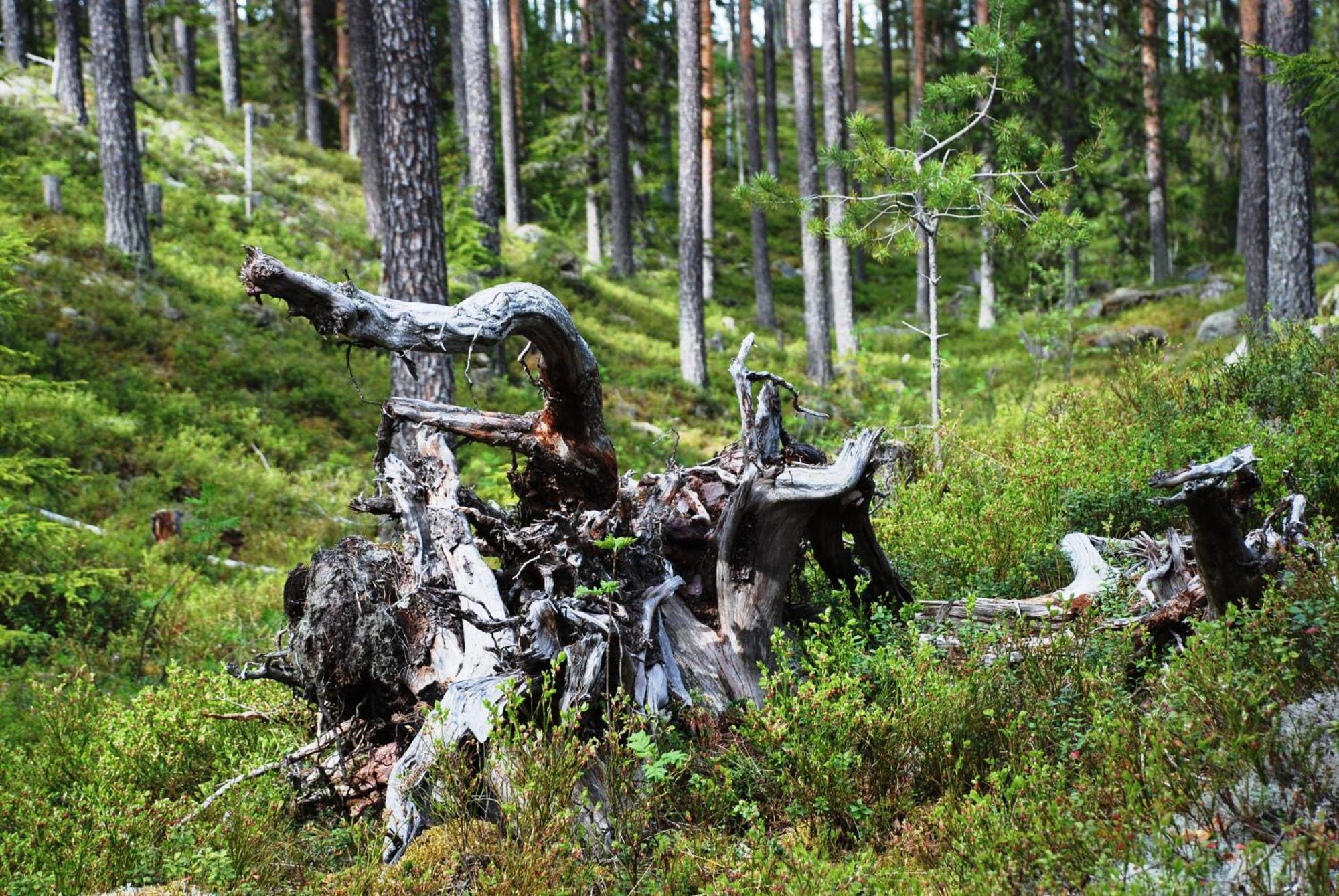 14 - Fulufjellets Nasjonalparker - Natur-, Dyre- Og Fugleopplevelser トリシル エクステリア 写真