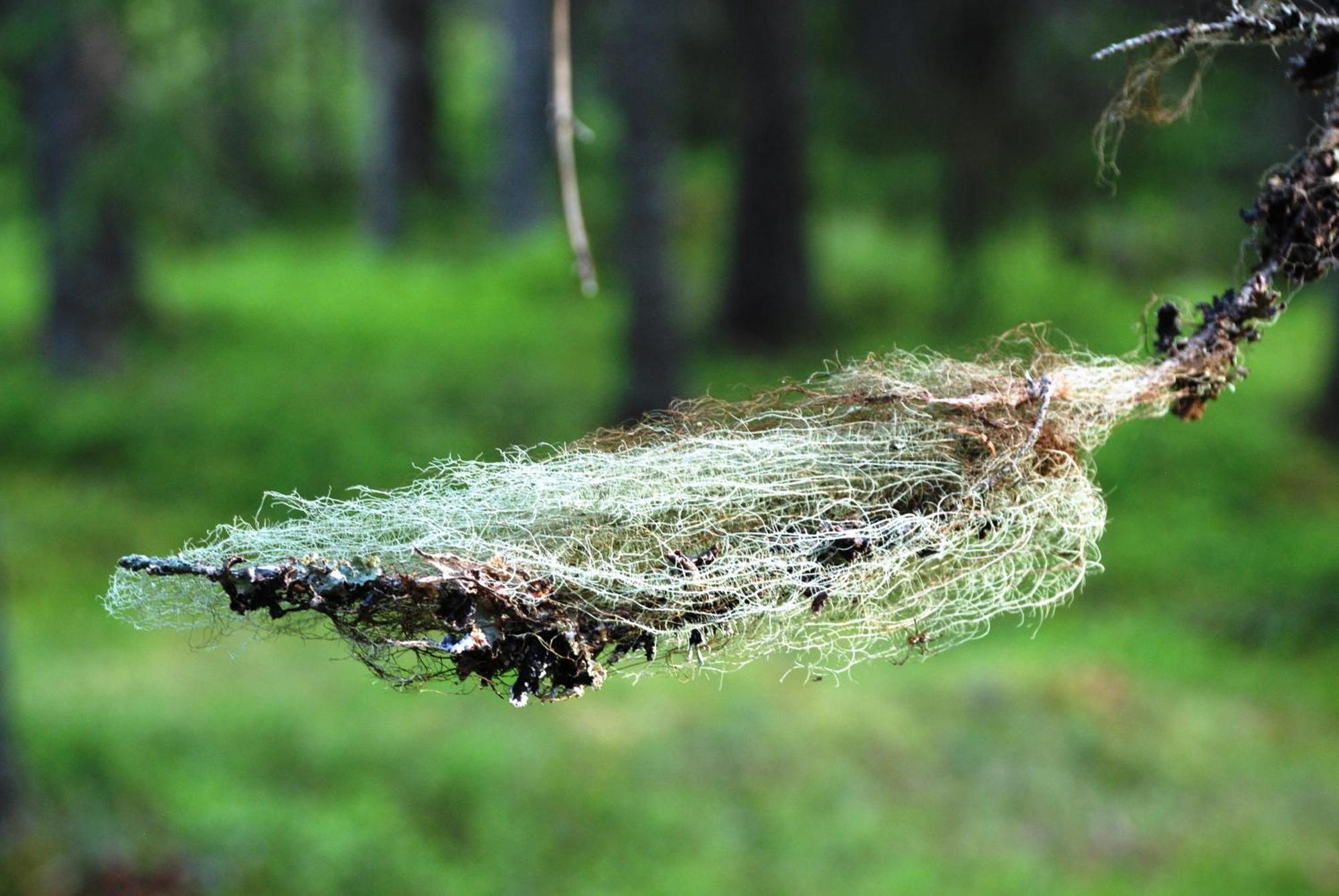 14 - Fulufjellets Nasjonalparker - Natur-, Dyre- Og Fugleopplevelser トリシル エクステリア 写真