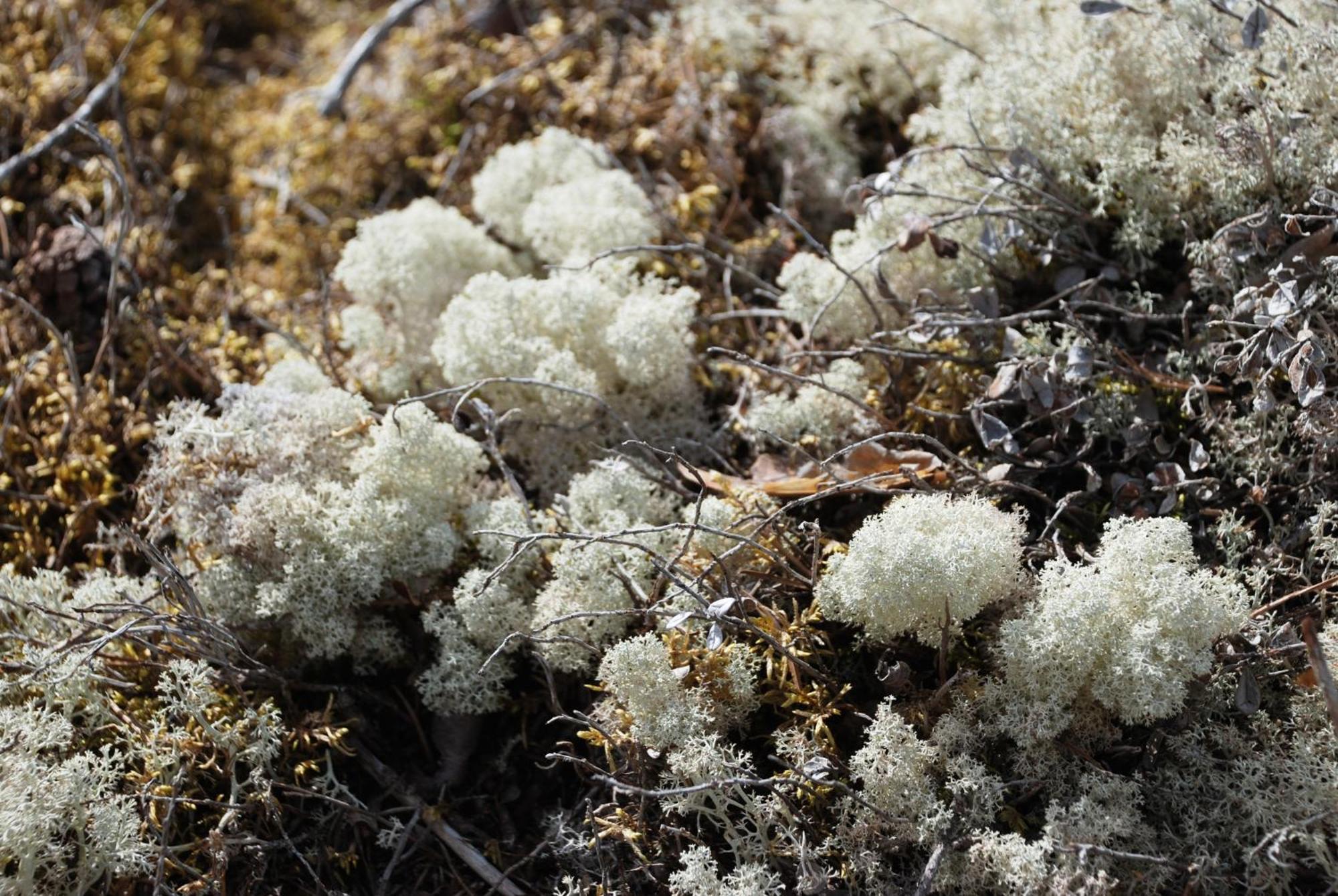14 - Fulufjellets Nasjonalparker - Natur-, Dyre- Og Fugleopplevelser トリシル エクステリア 写真